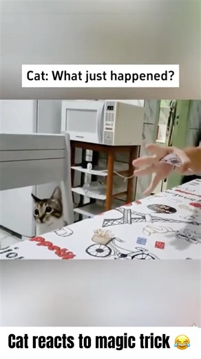 Cat reacts to magic trick 😂 #funny #cat #funnycat #catreaction #catmagic
