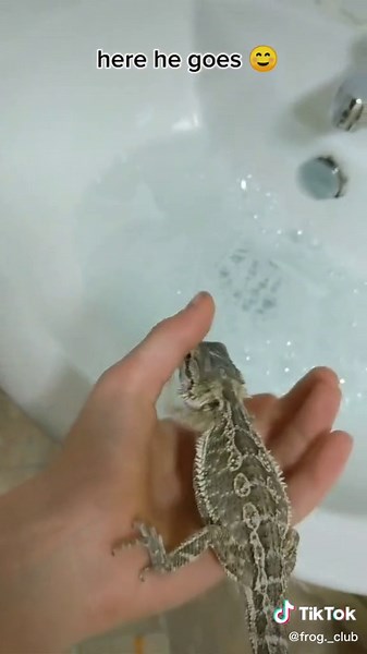 Bathing a Bearded Dragon: Step-by-Step Guide