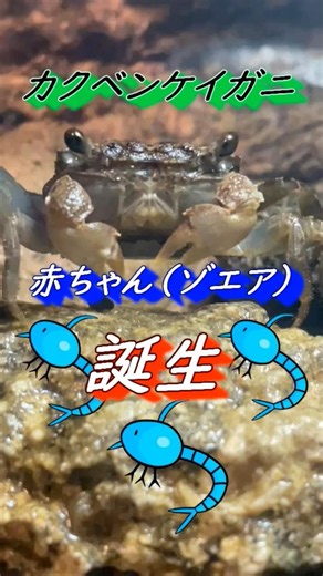 【カニ飼育】カクベンケイガニ 赤ちゃん（ゾエア）誕生😃 #ベンケイガニ#カニ#飼育