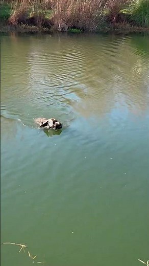 German wire haired pointer retrieving a duck! 👍