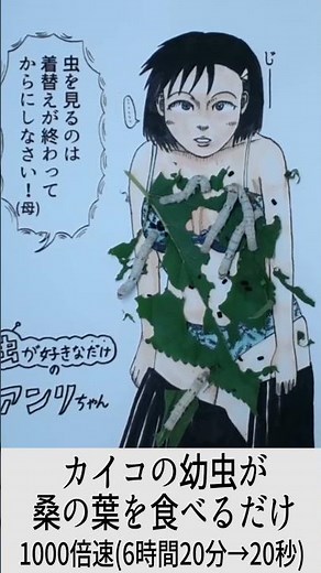 カイコの幼虫が桑の葉を食べる動画【1000倍速】