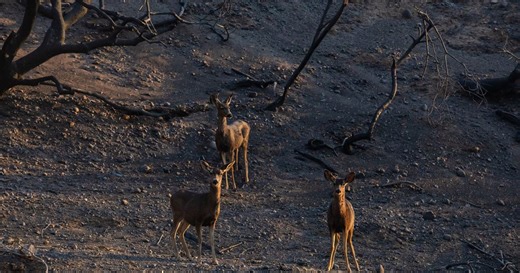 What do the Los Angeles fires mean for local wildlife?