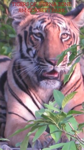 Jhirna Zone Tiger ! Corbett National Park Jungle #shorts