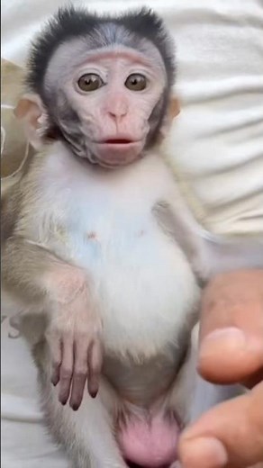 "Grumpy Baby Monkey After Cat Interrupts Playtime 😾🐒"