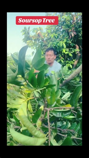 Soursop Tree Branch Cutting #soursop #reels #shorts #farmerlife #villagelife