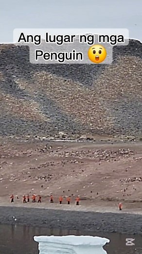 25K views · 506 reactions | 100,000 pairs of adèlie penguins #adeliepenguin #penguins #foryoupagereels #fypシ゚ #highlights2025 #NatGeoResolution #nationalgeographic #lindbladexpeditions #life #wildlife #naturelovers #nature #antarctica #happyvalentinesday #heartsday2025 #valentinesday #valentinesdayspecial | Kyle Go Espina | Facebook