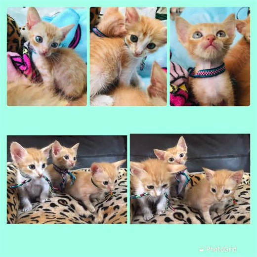 41 shares | Caso Externo Para los amantes de los gatitos RUBIOS Acá tienen para elegir uno o quizás dos 3 Gatitos machos, rescatados,de mes y medio Necesitamos darlos en adopción responsable Comen pepitas nutrapro Van al arenero Son totalmente independientes Compromiso de esterilización Son sociables Están desparasitados No tienen pulguitas Se dan con kit de bienvenida Más información al 0992883355 | Adopción Animal Guayaquil - AG | Facebook