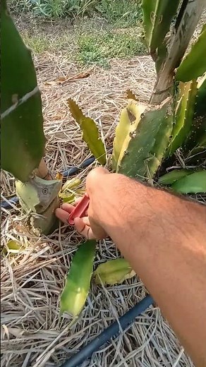 dragon fruit plants pruning #dragon