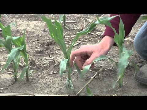 Nutrient Deficiencies of Plants