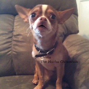 48K views · 6.5K reactions | Bad guys or momma.....tap or press white arrow❤️ | Choco the Macho Chihuahua | Facebook