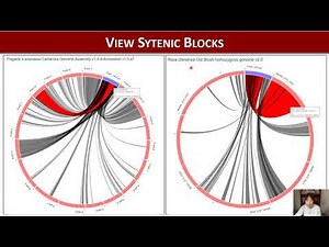 How to Use Synteny Viewer in GDR