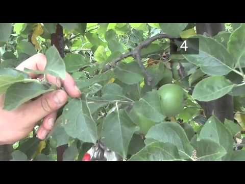 How and When to Prune a Fruit Tree