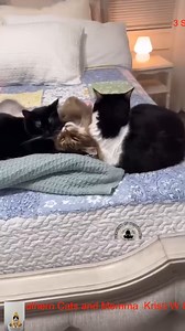 4.7K views · 413 reactions | Did Tigger Fall Off The Wagon？？？ R #3southern #cats #tiktok #loves #videos | Chisel.Me.Timbers by Davey Jones | Facebook