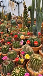 11K views · 677 reactions | Cacti collection  #bikolanahardinera #garden #fblifestyle | Orquideoterapia | Facebook