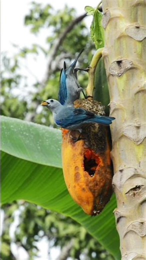 Two shades of blue, one amazing view! ✨"🐦🐦