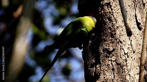 Vibrant plum-headed parakeet female nesting in tree trunk. Close-up of a beautiful plum-headed parakeet (Psittacula cyanocephala) (female) nesting during daytime in the forest habitat. Stock Video