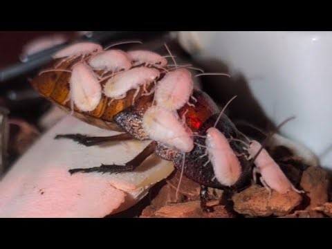 Madagascar Hissing Cockroach "Live Birth" [FULL VIDEO]