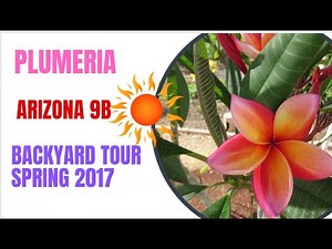 Plumeria tour of Arizona backyard - Spring 2017