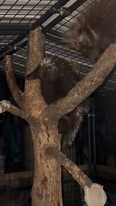 776 reactions · 57 shares | Turn your sound up to hear two of our young porcupines communicating with each other. What do you think they’re saying? #millstonewildlife #wildliferehabilitation #porcupine #porcupines #cuteanimals | Millstone Wildlife Center | Facebook