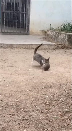 CAT vs RAT 🐱🐀 | Real Security Camera Footage Caught the CRAZIEST Backyard Fight! 😱