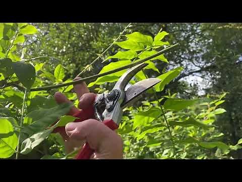 How we prune a Wisteria into a free standing tree - part 2, summer prune to encourage flowers