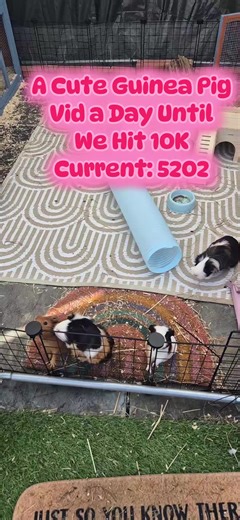 Part 3 A video of the guinea pigs being cuties every day until we hit 10k (we are following everyone back 🫶🫶) Today - Flashback from the summer ☀️ in the garden run 🏡 We are missing the fun of the outside 🥶 #guineapigs #pets #fyp #trending #cuteanimals