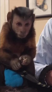 Monkey frozen fruit #monkey #summer #tasty | MonkeyBoo