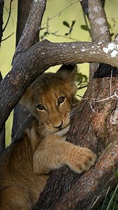Watch as this cute little lion cub plays in a tree and sharpens his teeth on the bark 🐾 #krugernationalpark #lion #safari #lioncub #zafariafrica | Zafari Africa