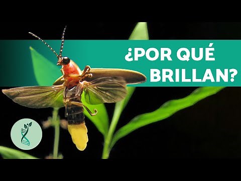 How do fireflies produce light? 💡 (Characteristics, Habitat, Firefly Diet)