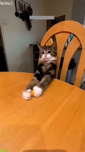 Cat videos 🐱 funny cats compilation 🙀 # Episode 2726