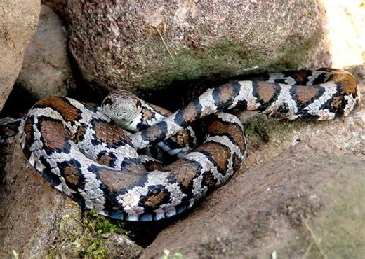 Save the milksnakes: DEEP urges residents not to wrongfully kill non-venomous snake