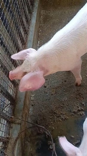Pig farming से हर महीने ₹50,000 तक कमाया जा सकता है! 💰" #animals #youtubeshorts
