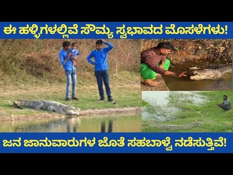 ಈ ಹಳ್ಳಿಗಳಲ್ಲಿರುವ ಸೌಮ್ಯ ಸ್ವಭಾವದ ಮೊಸಳೆಗಳು ಜನ ಜಾನುವಾರುಗಳ ಜೊತೆ ಸಹಬಾಳ್ವೆ ನಡೆಸುತ್ತಿವೆ!!