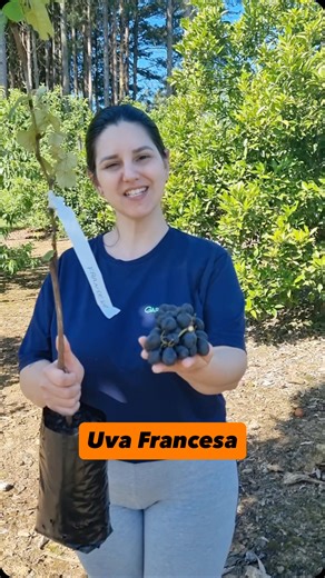 3.9K views · 2.1K reactions | Muda de Uva Francesa por R$ 34,90  華 Pode ser plantada em vaso  Enviamos para todo Brasil | Gardencitrussite | Facebook