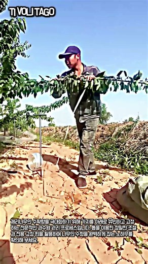 체리나무 가지 유인으로 수확량 늘리는 방법 #worker #process #cherrytree #pruning #farming