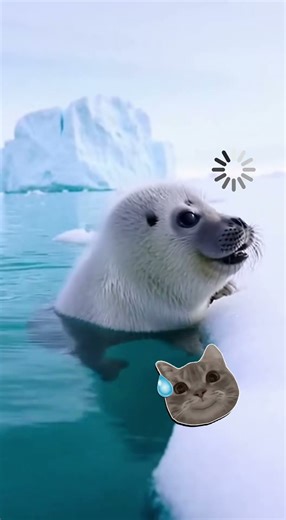 A Baby Seal Faced an Orca… Until His Mother Arrived