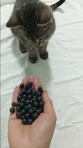 “Calm ASMR Not with This Cat Around 😂✨”Zoomcat TV