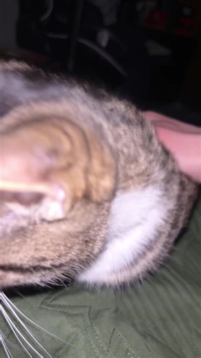 Purr kitty#cat #fyp #