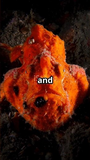 Frogfish:The Underwater Masters of Disguise!