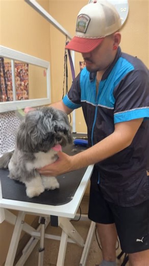 #grooming #love🐶dogs #tailsspaandboutique | Tails Spa and Boutique