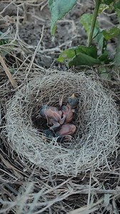 141K views · 899 reactions | Nature's Littlest Wonders: Beautiful Baby Birds Growing Up | Review Birds News | Facebook