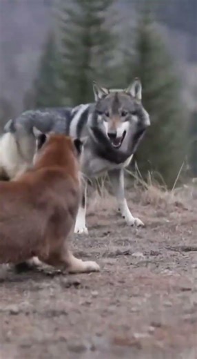 Cougar vs wolf. Who will Win? #viral #shorts
