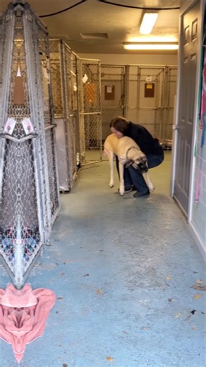 Fostering a 100# English Mastiff: A Success Story