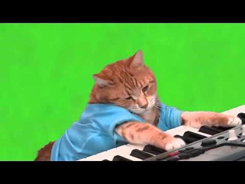 Efeitos Chroma Key - Gato Tocando teclado Meme Fundo Verde