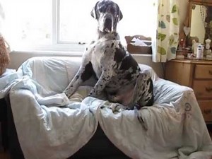 Massive Great Dane scared of rubber chicken