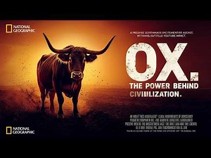 OX: The Silent Power That Built Human Civilization | Full Documentary #ox
