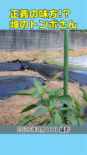 自然栽培のピーマンにトンボが寄ってくる。捕食してるのか？(家庭菜園 , 自然栽培 , 三郎の仕事)
