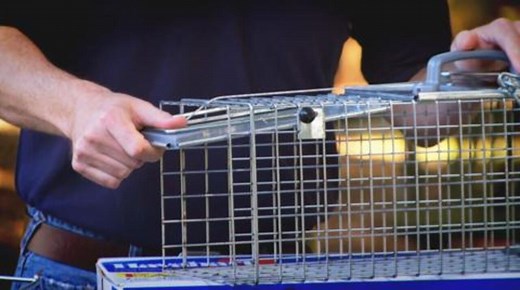 Havahart Small 1-Door Easy Set Humane Catch-and-Release Live Animal Cage Trap for Squirrel and Rabbit 1083