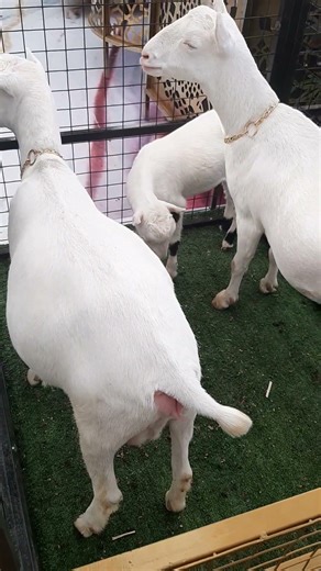Beautiful white goat #explore #whitegoat