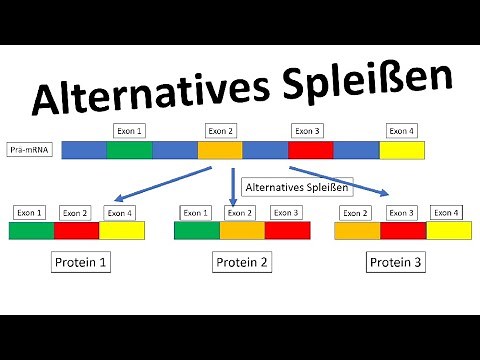 Alternatives Spleißen [Genregulation, Eukaryoten] - [Biologie, Oberstufe]